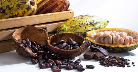 Premium Haitian Cocoa Butter Oil - 100% Organic | AURORE LUXURE